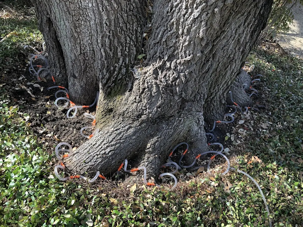 Detailed Tree Cabling and Bracing job site in Hanson