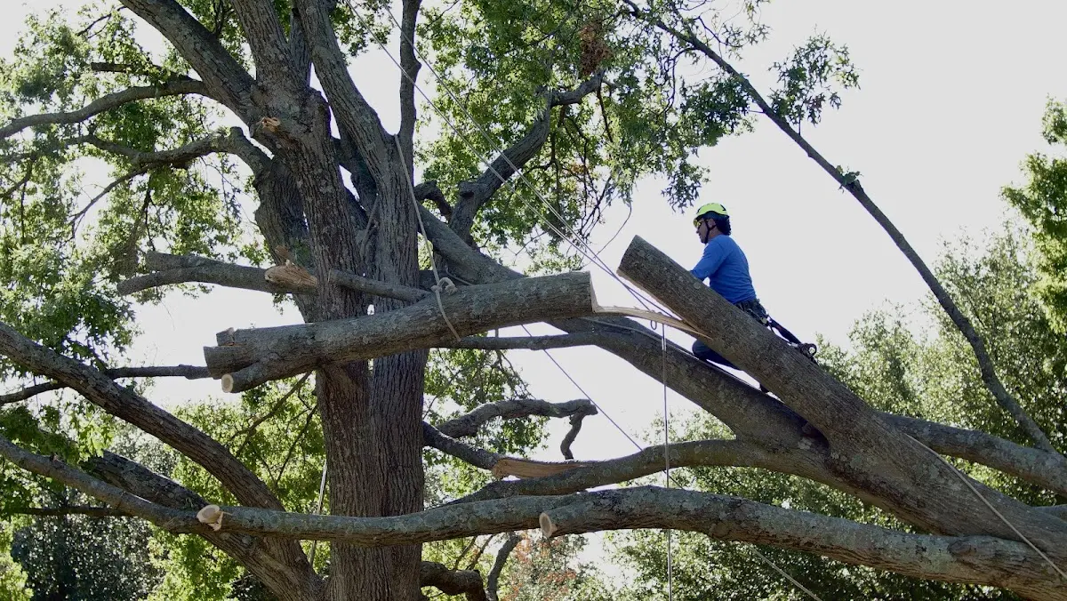 Professional Crown Thinning performed by certified arborists in Hanson